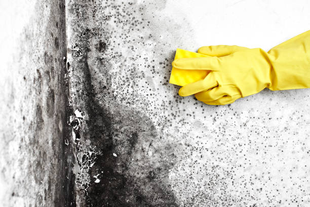 Best Professional Mold Removal  in Greenfields, PA