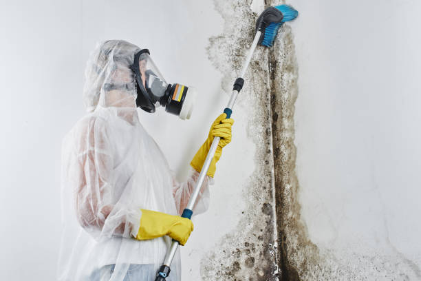 Best Local Mold Removal Service  in Greenfields, PA