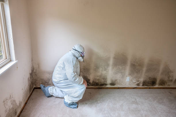 Trusted Greenfields, PA Mold Removal Experts