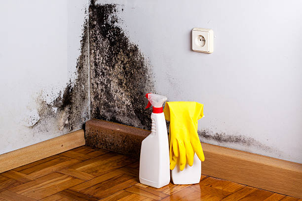 Best Crawl Space Mold Removal  in Greenfields, PA