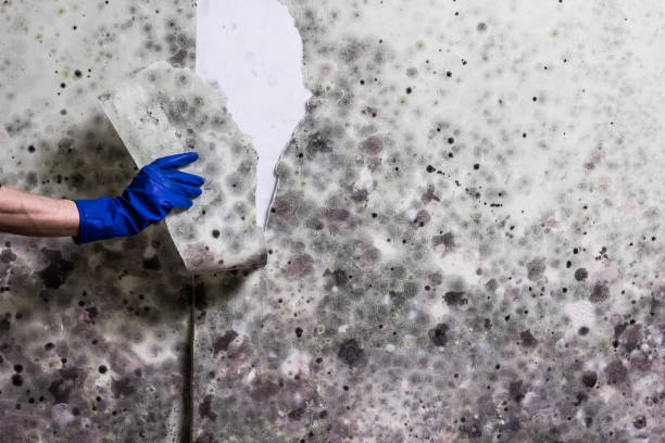 Best Fast Mold Removal  in Greenfields, PA